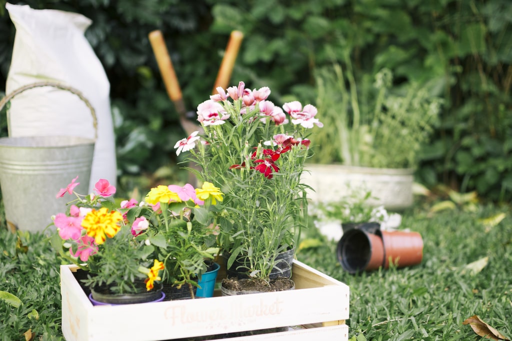 Nello scegliere i fiori giusti per il proprio giardino, bisogna sempre considera il fatto che ci si trova a operare con organismi fragili, che richiedono tante cure. Bisogna quindi capire quanto tempo siamo disposti a spenderci. Nella foto un vaso con fiori in boccio.