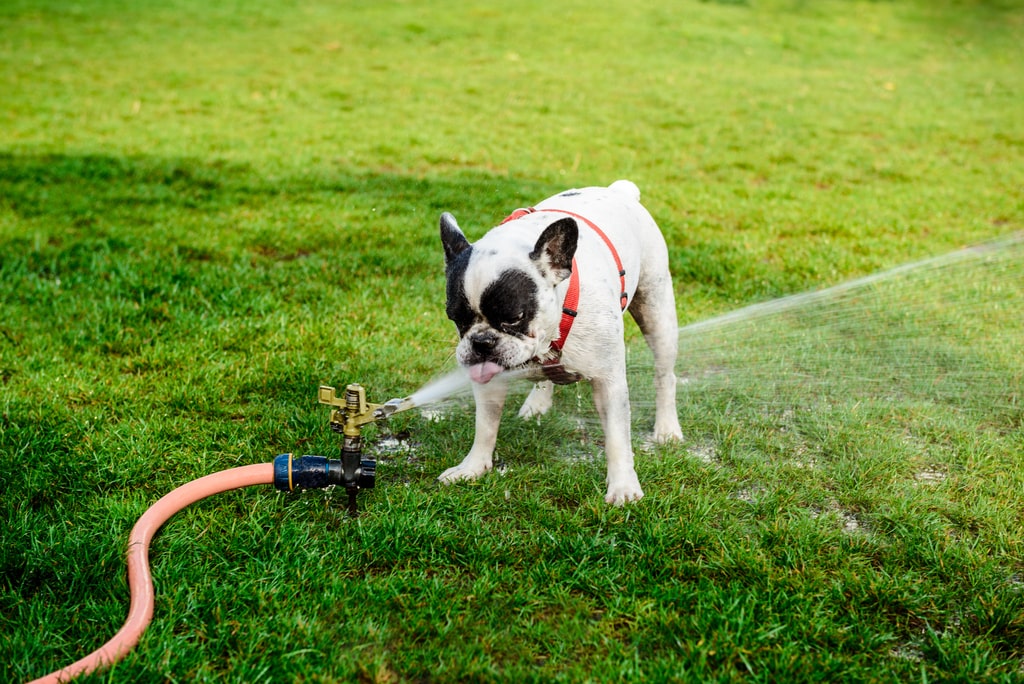In commercio ci sono diversi irrigatori per giardino: con varie funzionalità e tecnologie. Nella foto, un cane che beve da un irrigatore.