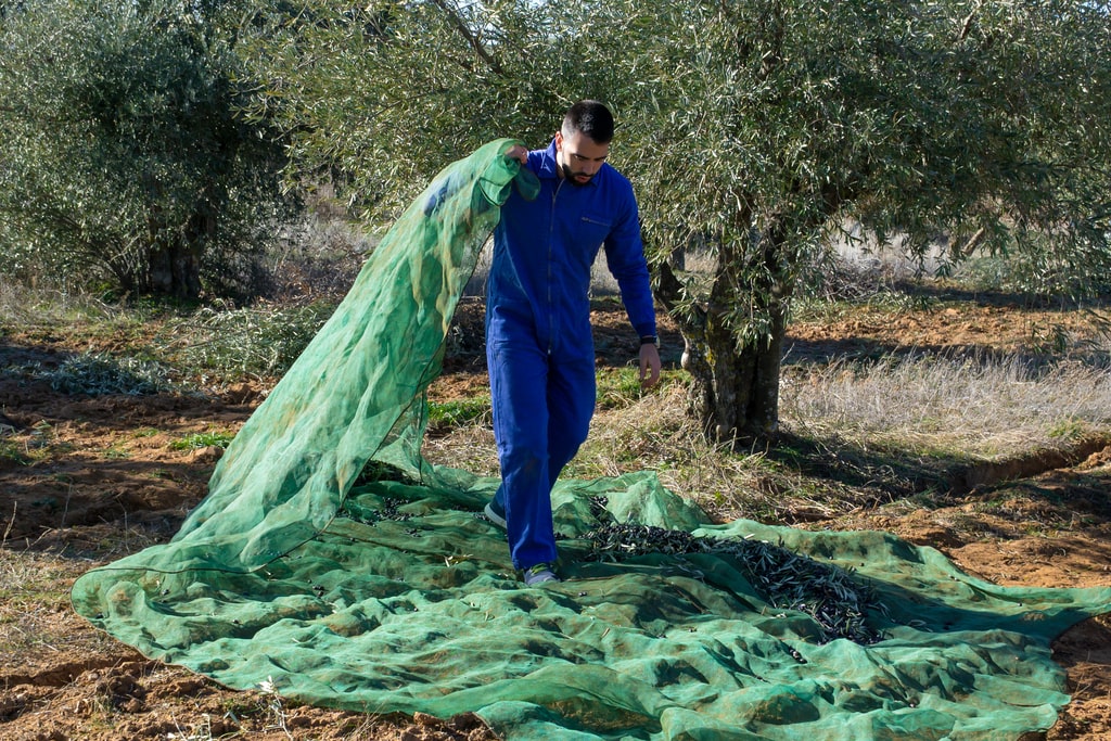 Le reti per olive sono uno strumento imprescindibile per la raccolta, ma vanno acquistati e scelti sempre secondo un certo criterio. Nella foto, un uomo che trascina una rete per la raccolta delle olive.