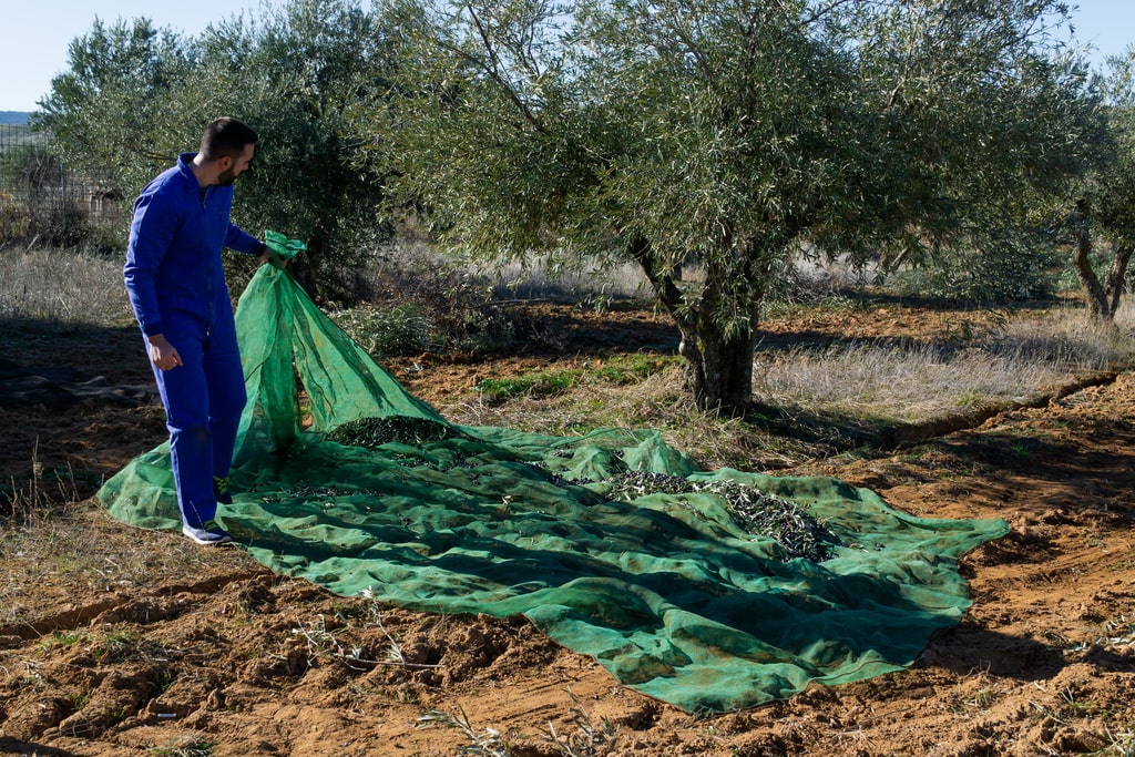 Le reti per olive sono strumenti indispensabile perché si possa avere una buona raccolta. Nella foto, un contadino che stende la rete sul terreno di un uliveto.