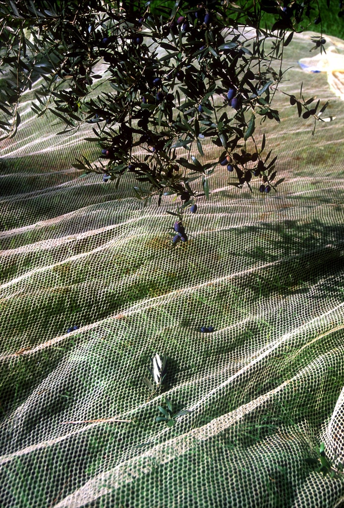 Per una raccolta ottimale, le reti per olive vanno solitamente posizionate sotto ogni albero. Nella foto, una rete per olive, stesa sul terreno, in prossimità di alberi.