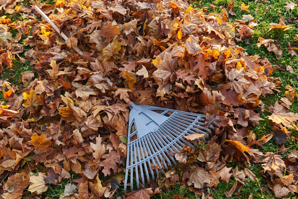 Prendersi cura del giardino in autunno è importante per proteggere il giardino dalle temperature rigide in arrivo nel periodo invernale. Nella foto, un rastrello su un letto di foglie autunnali.